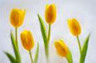 Tulips in ice Art Print